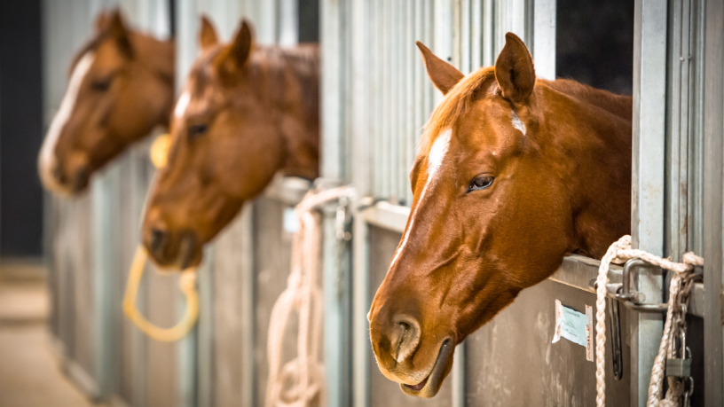 Genética, tradição e rentabilidade colocam o Cavalo Crioulo entre os ativos mais valorizados, destaca Aldo Vendramin.